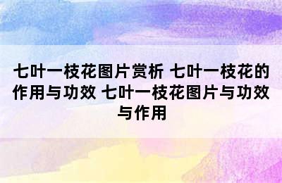 七叶一枝花图片赏析 七叶一枝花的作用与功效 七叶一枝花图片与功效与作用